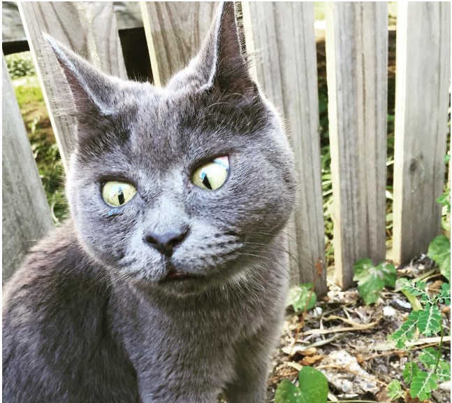 фото кота голубого русского