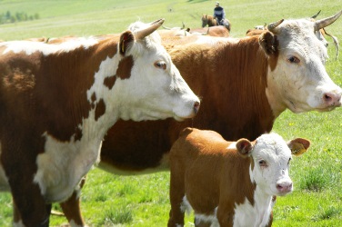 1407823251_elite-breed-cows