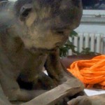 2015020614493795339_150205165549_monk_624x351_thesiberiantim