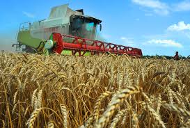 Экспортируемой из Казахстана пшеницы Китаю может и не зватить