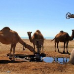 camels-drinking-from-a-leaky-pipe-oasis